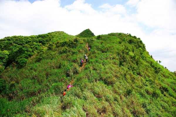 燦光寮古道與黃金三稜554312