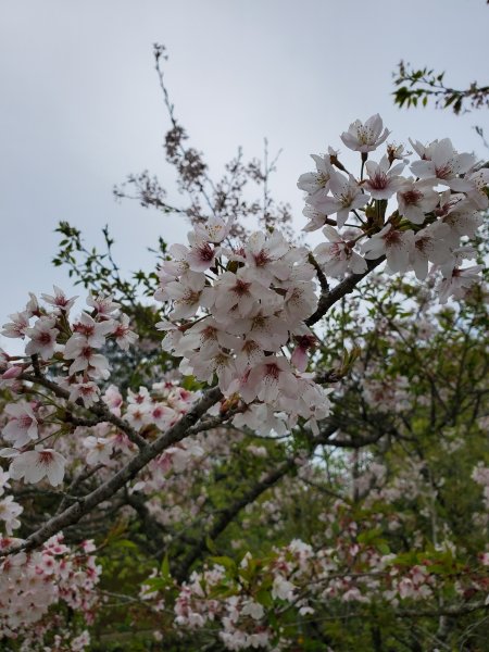 阿里山大塔山899525