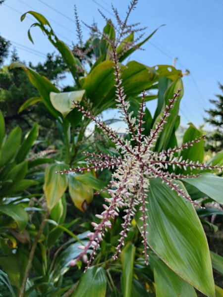 2023.12.08 土庫岳2695277