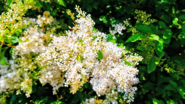 十八份拐圳,陽峰古道,花鐘3017698