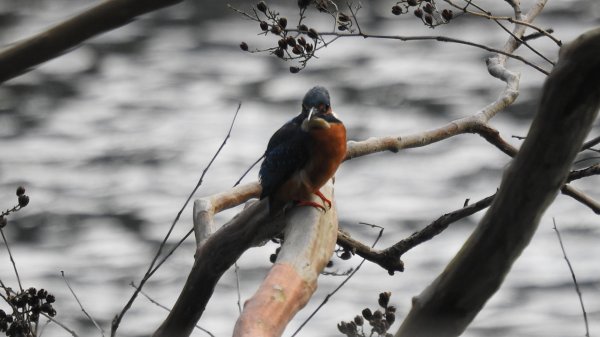 雲山水花鳥蝶-天龍國阿伯的日常 #翠鳥2641654