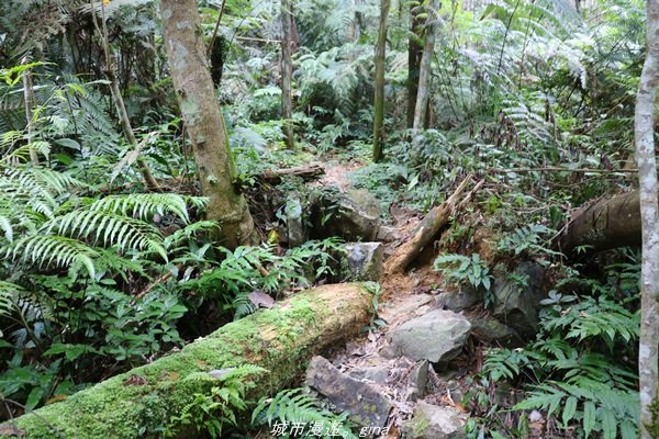 【南投。魚池】山林秘境之美景包場。澀水水上瀑布1428432