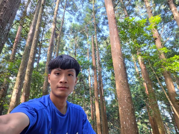 【中級山】麥巴來山，夢幻杉木林3089247
