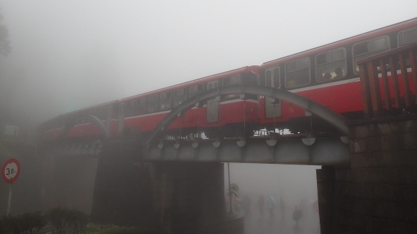 親近阿里山之鐵道櫻花巨木伴我行48058