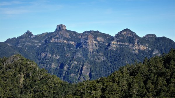 穿梭叢林桃山瞻仰巨木的殿堂桃山神木之行1656656