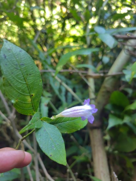 唐麻丹山 蝴蝶谷2918865