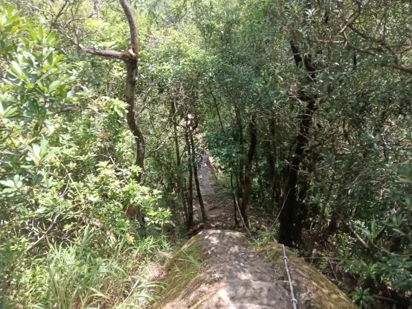 平溪區慈恩嶺+慈母峰探找艷紅鹿子百合花影2870247