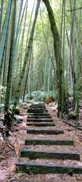 芙蓉山~大凍山~霹靂山~樂野山  四連峰1009683