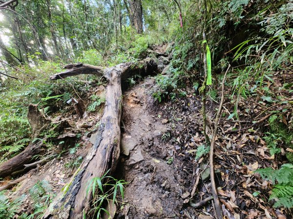 20250105鵝公髻山雲霧步道2726332