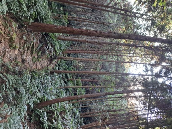 新竹十八尖山，飛鳳山，觀日坪，五指山，鵝公髻山步道3132037