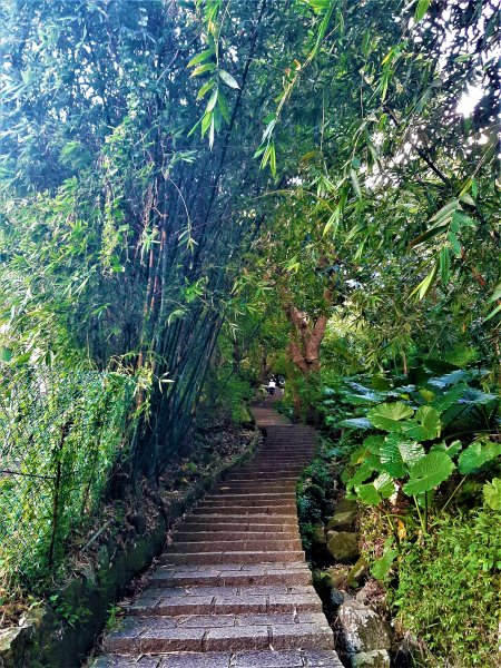 發現陽明山｜天母古道、擎天崗環形步道1900890