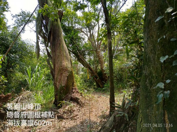 [新竹橫山]田薯縱走...田寮山+毬子山+水頭排山+鎮石山+薯園山1337282