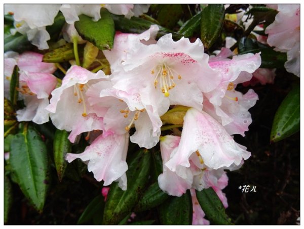 合歡石門山步道907860