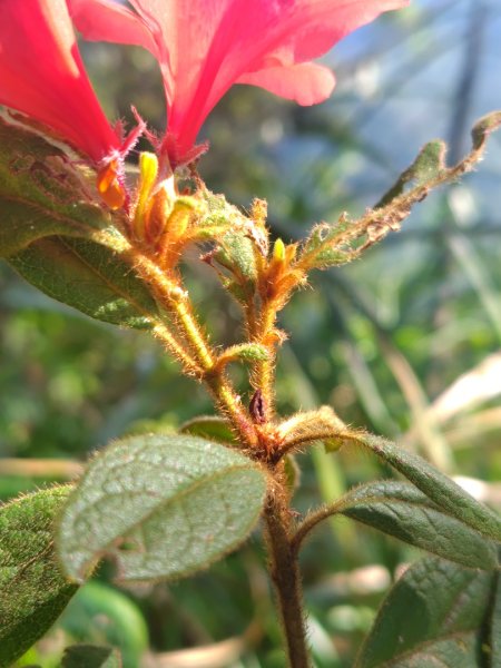 唐麻丹山 蝴蝶谷2918833