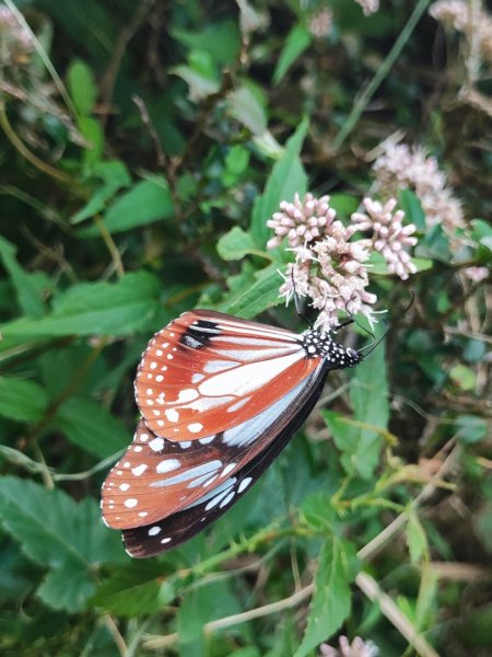 2025台北大縱走二刷2818067