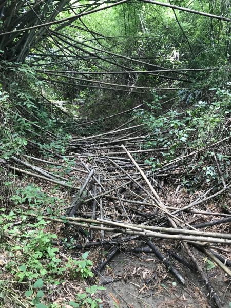 林安森林公園(大寮山)遊東源389435