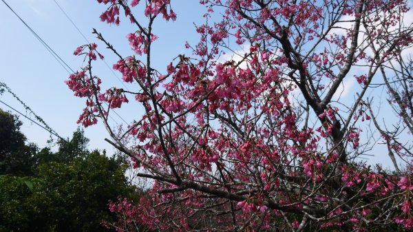 觀音山登山健行趣(小百岳05號)1632360