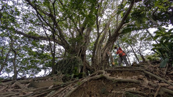 114.12.20劉銘傳隧道-獅球嶺北峰-獅球嶺東砲台山-獅球嶺池-獅球嶺砲台山之旅2966726