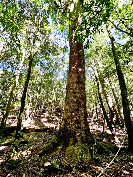 屋我尾山-谷關七雄 老三2962546