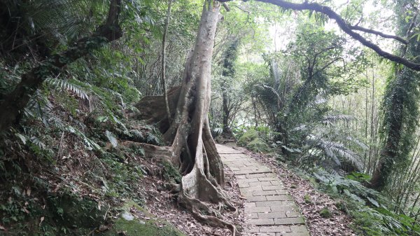 獵貍尖步道連走烏塗溪步道登山健行趣(淡蘭南路TK3-6&TK3-5&TK3-4)2404547