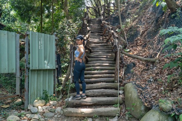 【大坑4號步道】系列中最美也是最硬的步道，全台唯一枕木搭建而成，攻頂頭嵙山2147940