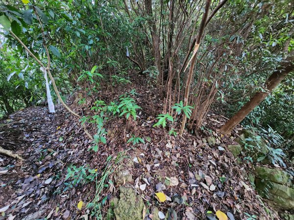 20241215富浪波山鹹菜棚街與打牛崎步道2691604