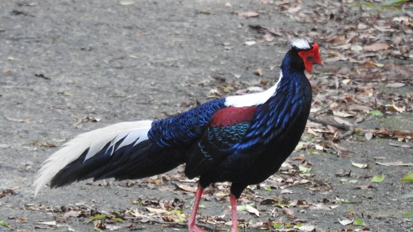 雲山水花鳥蝶-天龍國阿伯的日常6/22801933