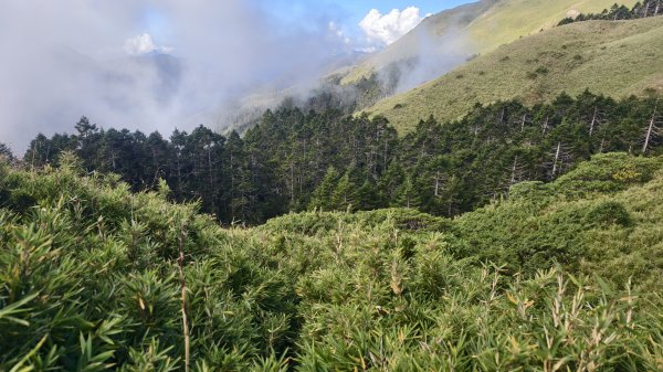 合歡山北峰 小溪營地 鷹角石 合歡北峰名樹2915353