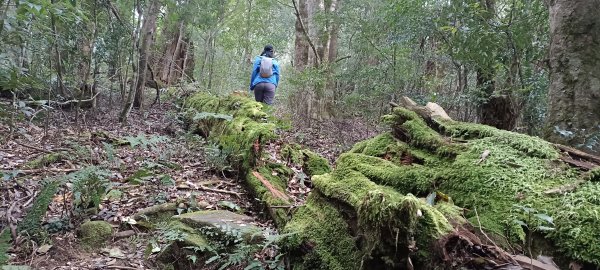 2024/03/09-石麻達山+屯野生台山連走2448848