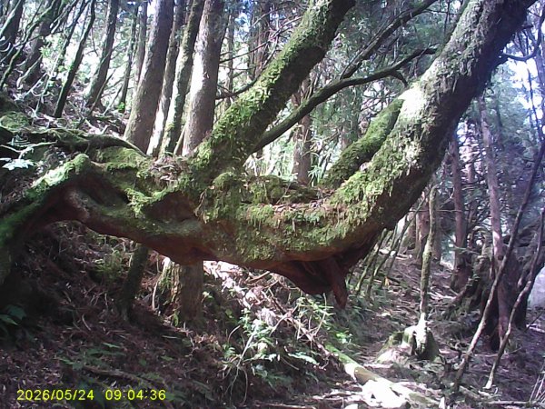 兒玉(自忠)山、東水山、東水山西峰及特富野古道O繞。3061780