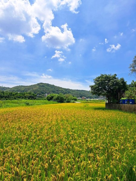 中坑荷花楓樹稻田3078859