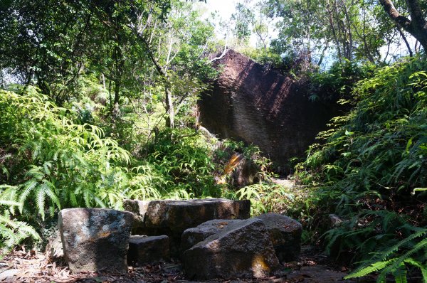 台北 金面山親山步道2063083