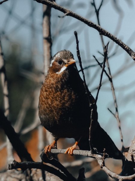 玉山主峰 2024/12/212698209