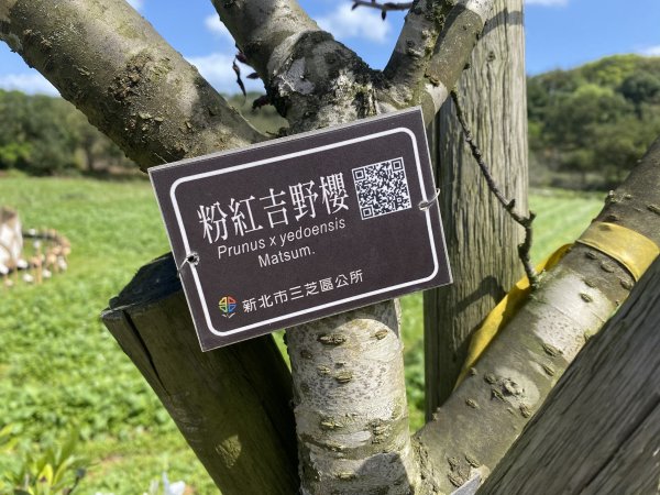 🚗從淡金公路出發｜三生步道櫻花與田園風光・春日療癒散步3018741