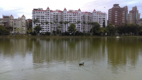 內湖碧湖公園環湖步道的湖光山色