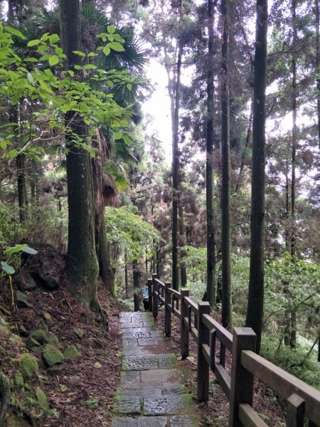 奮起湖歩l道，神社，杉林木棧道1426381