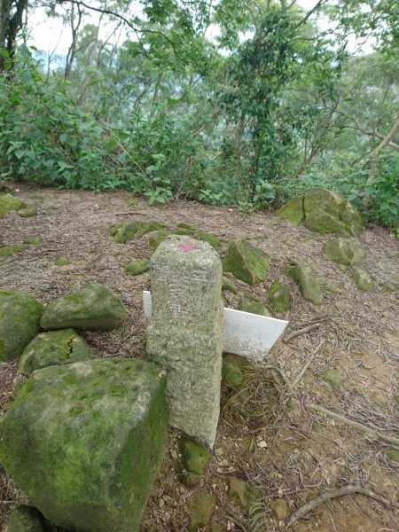 桐林花廊、北坑溪、樟樹林步道-奧山599601