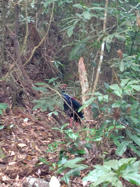 長壽山、肥崠山、醜崠山、大崠山、大崠山經建版2931951
