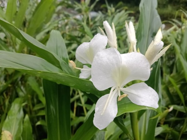 雙溪區中坑橋+中坑西山尾稜+中坑西山+內盤山坑古道+中坑橋O型2929512