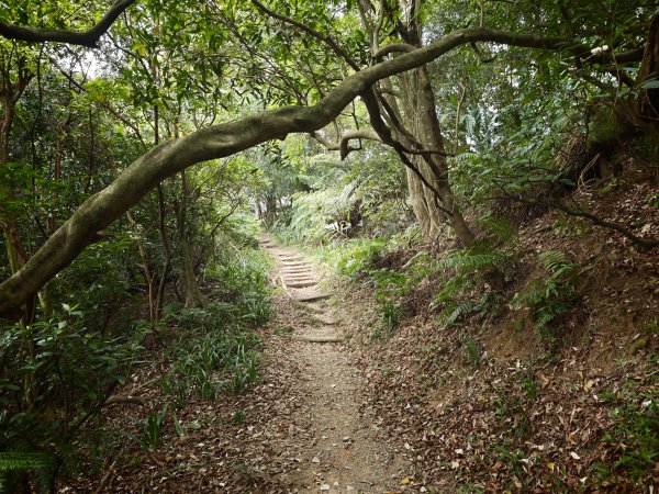 [淡蘭古道] 2026_0523 南路第一段_中埔山步道3069377