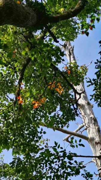 20251106北大武山步道☁️ 喜多麗雲海2931367
