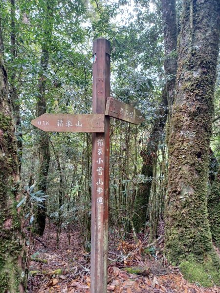 【台中和平】巧遇藍腹鷴帝雉。 稍來山步道2749911