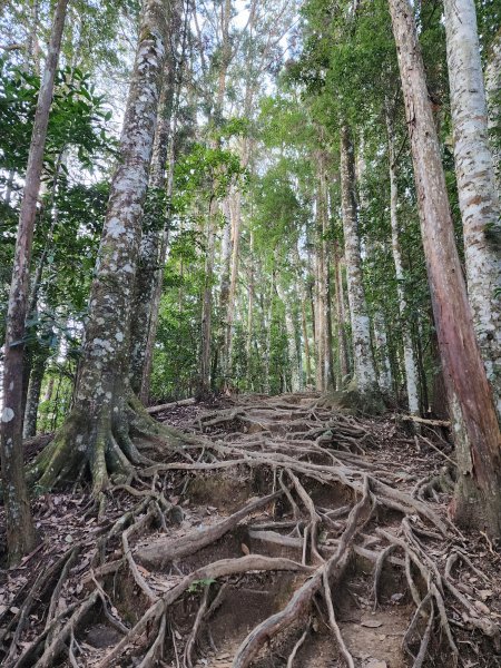 小百岳No.34⛰加里山2424176