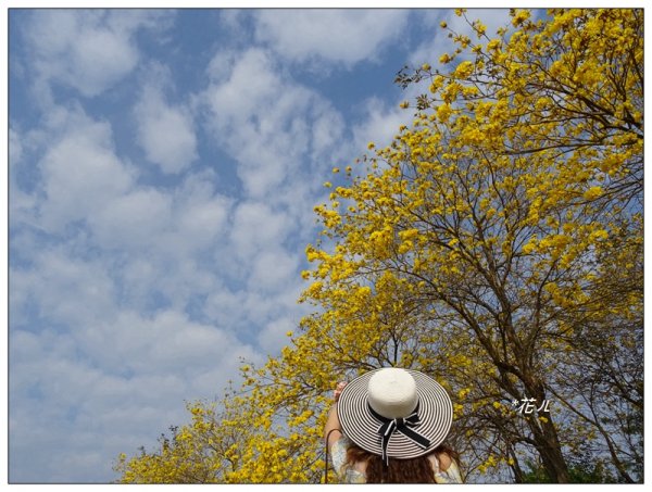 嘉義/朴子溪風鈴木874427