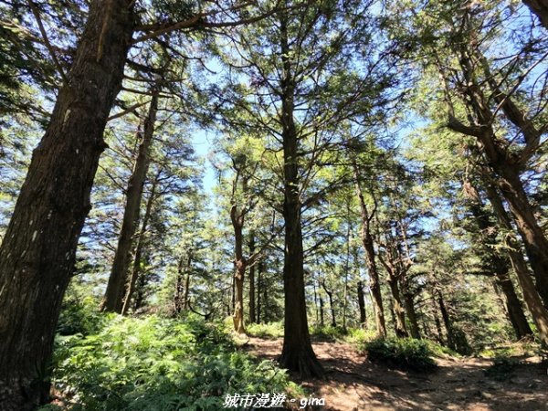 【台中和平】長壽山_肥崠山_山徑3077641
