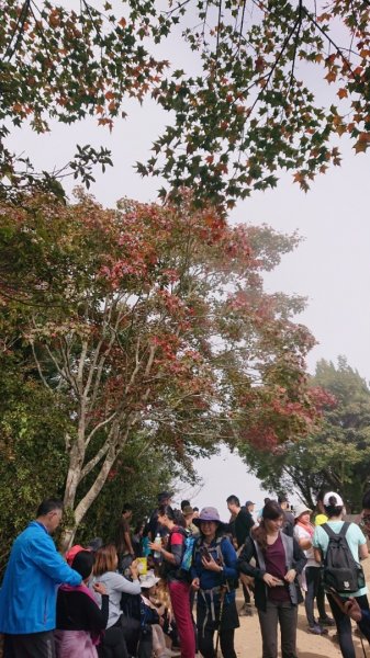 馬那邦山O走2370127