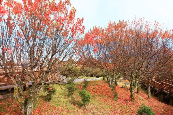 阿里山紅葉238485