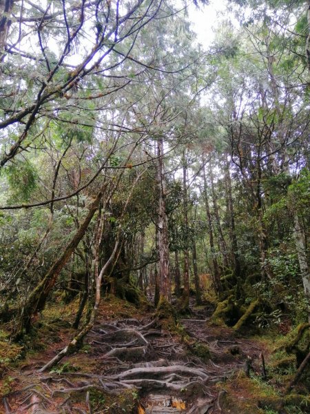 20210307宜蘭太平山翠峰湖環山步道1625959