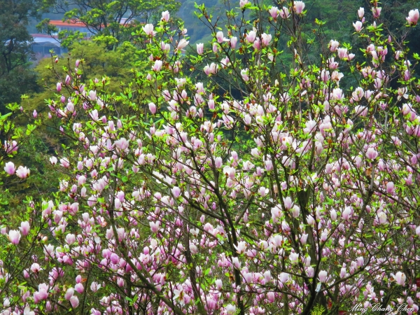 20150307~楓樹湖木蓮花~天元宮還沒開的櫻花15158