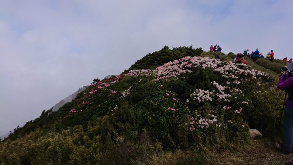 合歡山五座百岳賞杜鵑花587040